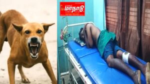 வெறி நாய் கடித்து 5 பேர் மருத்துவமனையில் அனுமதி, ஆக்சன் எப்ப..